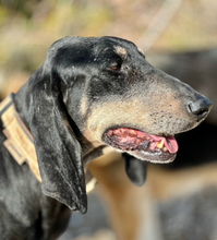 NIKOLAUS, Hund, Mischlingshund in München - Bild 5