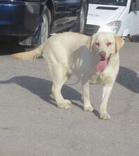 BEYLA, Hund, Labrador Retriever in Bulgarien