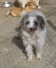 MARY, Hund, Shih Tzu-Mix in Bulgarien - Bild 1