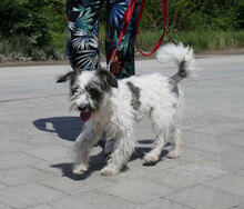 MARY, Hund, Shih Tzu-Mix in Bulgarien - Bild 11