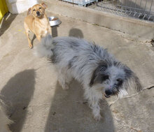 MARY, Hund, Shih Tzu-Mix in Bulgarien - Bild 2