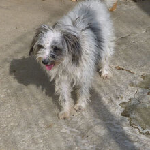 MARY, Hund, Shih Tzu-Mix in Bulgarien - Bild 3