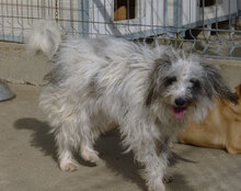 MARY, Hund, Shih Tzu-Mix in Bulgarien - Bild 5