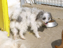 MARY, Hund, Shih Tzu-Mix in Bulgarien - Bild 6