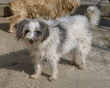 MARY, Hund, Shih Tzu-Mix in Bulgarien - Bild 7