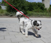 MARY, Hund, Shih Tzu-Mix in Mühlheim - Bild 10