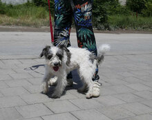 MARY, Hund, Shih Tzu-Mix in Mühlheim - Bild 12