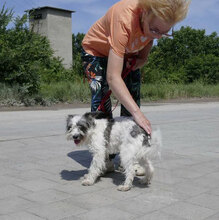 MARY, Hund, Shih Tzu-Mix in Mühlheim - Bild 13