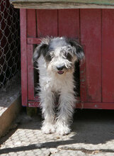 MARY, Hund, Shih Tzu-Mix in Mühlheim - Bild 14