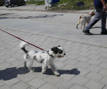 MARY, Hund, Shih Tzu-Mix in Mühlheim - Bild 15