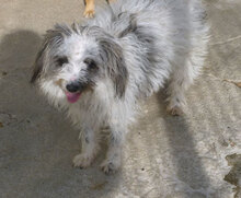 MARY, Hund, Shih Tzu-Mix in Mühlheim - Bild 4