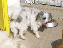 MARY, Hund, Shih Tzu-Mix in Mühlheim - Bild 6