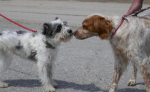 MARY, Hund, Shih Tzu-Mix in Mühlheim - Bild 8
