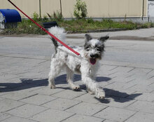 MARY, Hund, Shih Tzu-Mix in Mühlheim - Bild 9