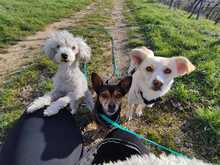 FLOCKE, Hund, Mischlingshund in Weil am Rhein - Bild 1