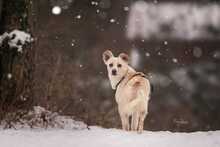 FLOCKE, Hund, Mischlingshund in Weil am Rhein - Bild 12