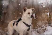 FLOCKE, Hund, Mischlingshund in Weil am Rhein - Bild 13