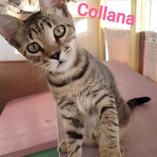 COLLANA, Katze, Europäisch Kurzhaar in Italien - Bild 2