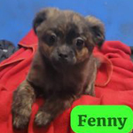 FENNY, Hund, Mischlingshund in Rumänien