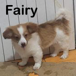 FAIRY, Hund, Mischlingshund in Rumänien