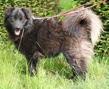RICARDA, Hund, Mischlingshund in Rumänien