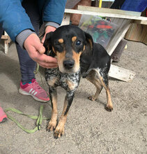 SAMI, Hund, Mischlingshund in Hechingen - Bild 1