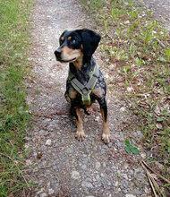 SAMI, Hund, Mischlingshund in Hechingen - Bild 11