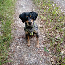 SAMI, Hund, Mischlingshund in Hechingen - Bild 12