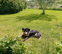SAMI, Hund, Mischlingshund in Hechingen - Bild 13