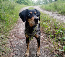 SAMI, Hund, Mischlingshund in Hechingen - Bild 14