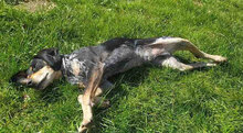SAMI, Hund, Mischlingshund in Hechingen - Bild 15