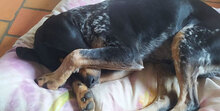 SAMI, Hund, Mischlingshund in Hechingen - Bild 16