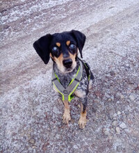 SAMI, Hund, Mischlingshund in Hechingen - Bild 17