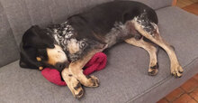 SAMI, Hund, Mischlingshund in Hechingen - Bild 18