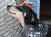 SAMI, Hund, Mischlingshund in Hechingen - Bild 19