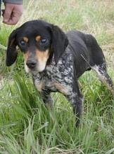 SAMI, Hund, Mischlingshund in Hechingen - Bild 2
