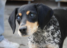SAMI, Hund, Mischlingshund in Hechingen - Bild 20