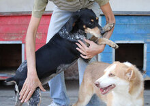 SAMI, Hund, Mischlingshund in Hechingen - Bild 21