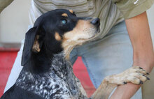 SAMI, Hund, Mischlingshund in Hechingen - Bild 22
