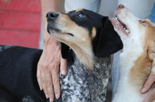 SAMI, Hund, Mischlingshund in Hechingen - Bild 23
