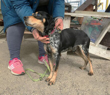 SAMI, Hund, Mischlingshund in Hechingen - Bild 3