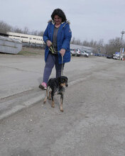 SAMI, Hund, Mischlingshund in Hechingen - Bild 4
