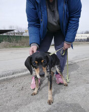 SAMI, Hund, Mischlingshund in Hechingen - Bild 5