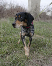 SAMI, Hund, Mischlingshund in Hechingen - Bild 7