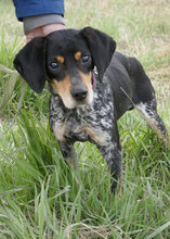 SAMI, Hund, Mischlingshund in Hechingen - Bild 8