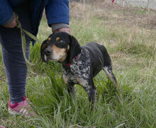 SAMI, Hund, Mischlingshund in Hechingen - Bild 9