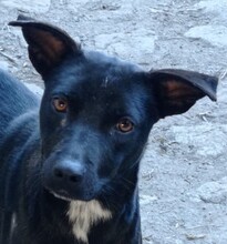 GESSY, Hund, Mischlingshund in Italien
