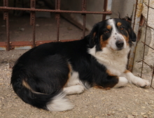 BERTI, Hund, Mischlingshund in Offenbach - Bild 11