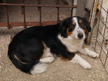 BERTI, Hund, Mischlingshund in Offenbach - Bild 13