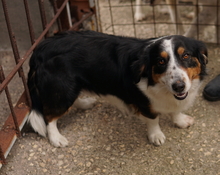 BERTI, Hund, Mischlingshund in Offenbach - Bild 14